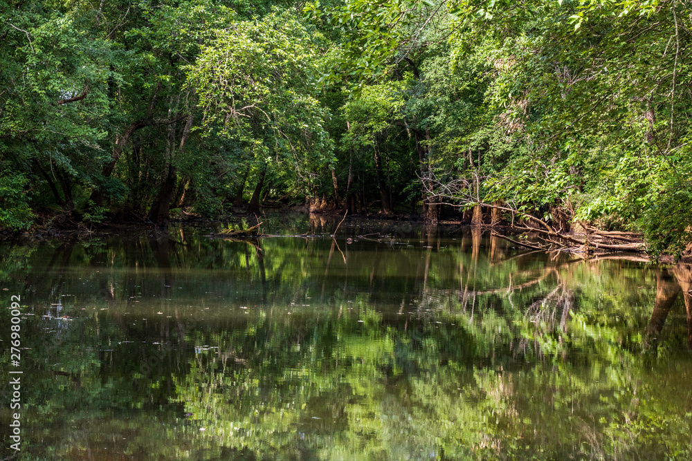 Calm water in a swamp in North Alabama Calm water in a swamp in North Alabama