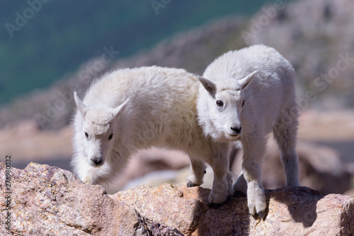 Wild Mountain Goats of the Colorado Rocky Mountains