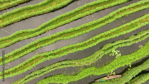 High-angle aerial pull back dolly shot of long rows of floating gardens in Inle Lake, Nampan Village, Myanmar photo