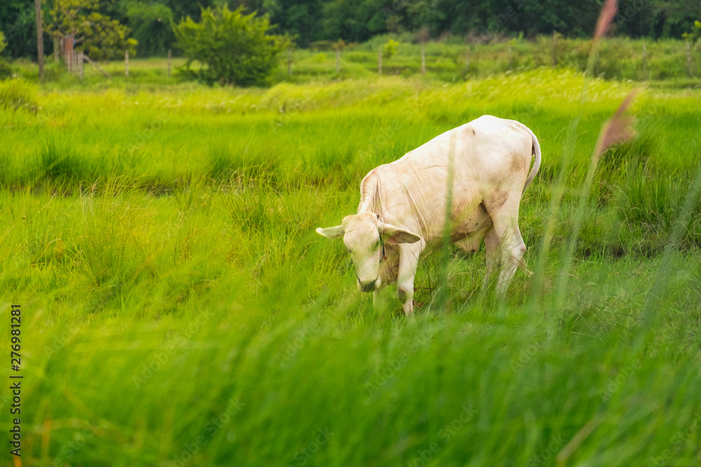 Fototapeta premium Cow on green grass fields