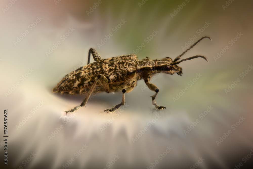 Macro shot of Rhagium inquisitor (Ribbed pine borer) with blurry surrounding effect Macro shot of Rhagium inquisitor (Ribbed pine borer) with blurry surrounding effect