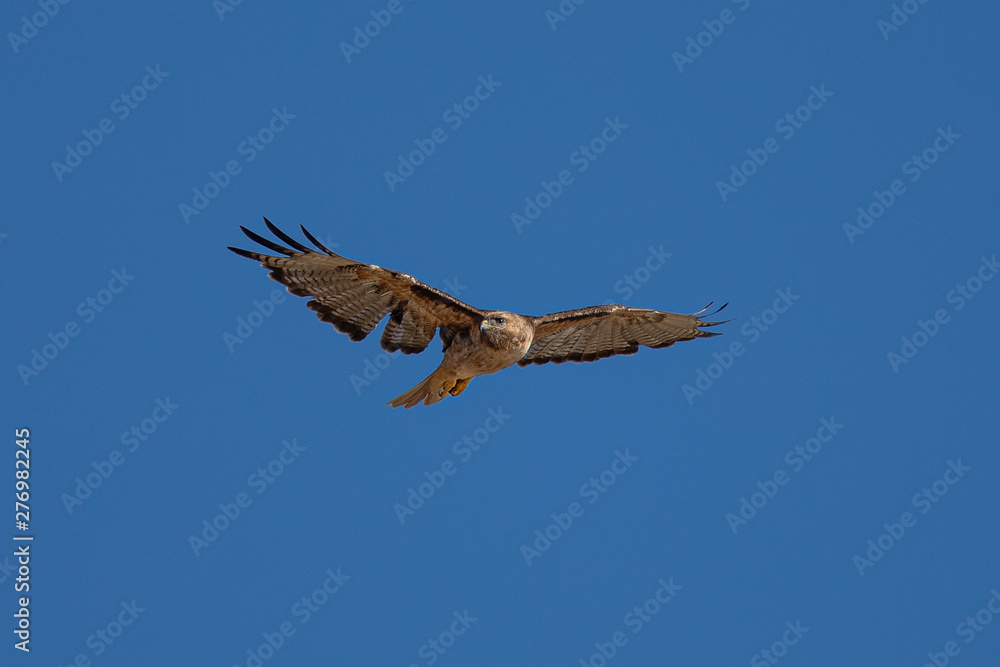 Very close view of a red-tailed hawk flying, seen in the wild in North California Very close view of a red-tailed hawk flying, seen in the wild in North California