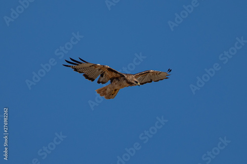 Very close view of a red-tailed hawk flying  seen in the wild in North California