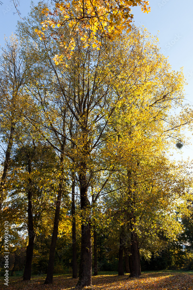 Naklejka premium Yellow maple foliage