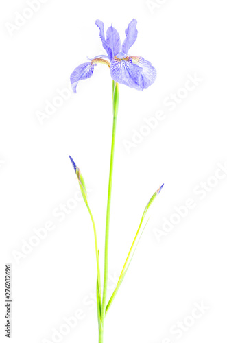 Delicate purple garden irises, isolated on white. 