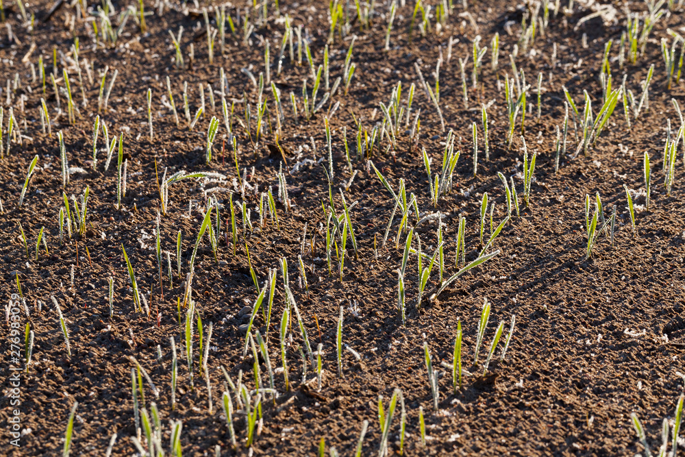 new crop of wheat new crop of wheat