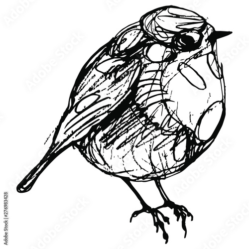 Hand drawn linear sketch of a European robin bird. (Erithacus rubecula). Black and white doodle ink silhouette.