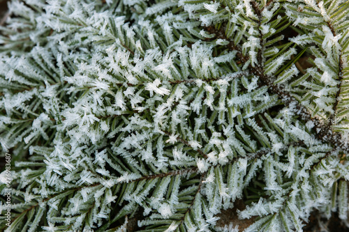 Brnach of coniferous tree covered in ics crystals