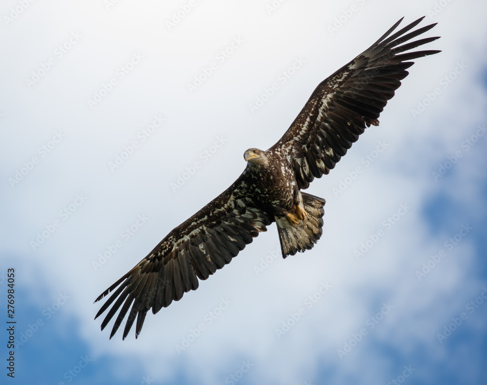 Fototapeta premium Juvenile bald eagle soaring