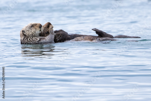 Sea Otter mother with young pup swimming in the sea