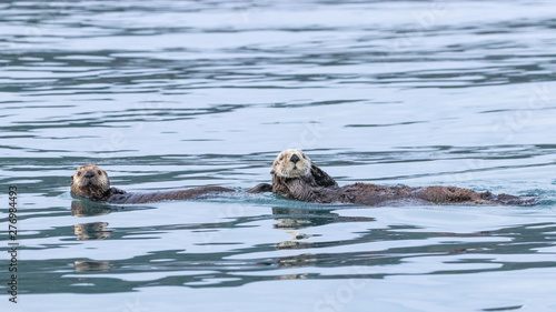 Sea Otter mother with young pup swimming in the sea