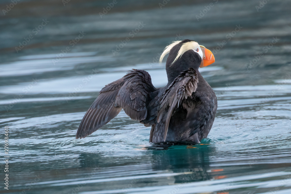 Single Tufted Puffin (Fratercula cirrhata) swimming on the water