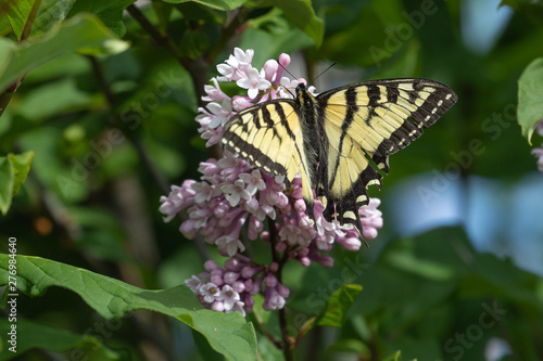 Swallowtail butterfly on a lilac bloom