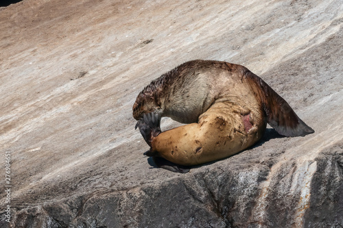 Wounded Steller Sea Lion