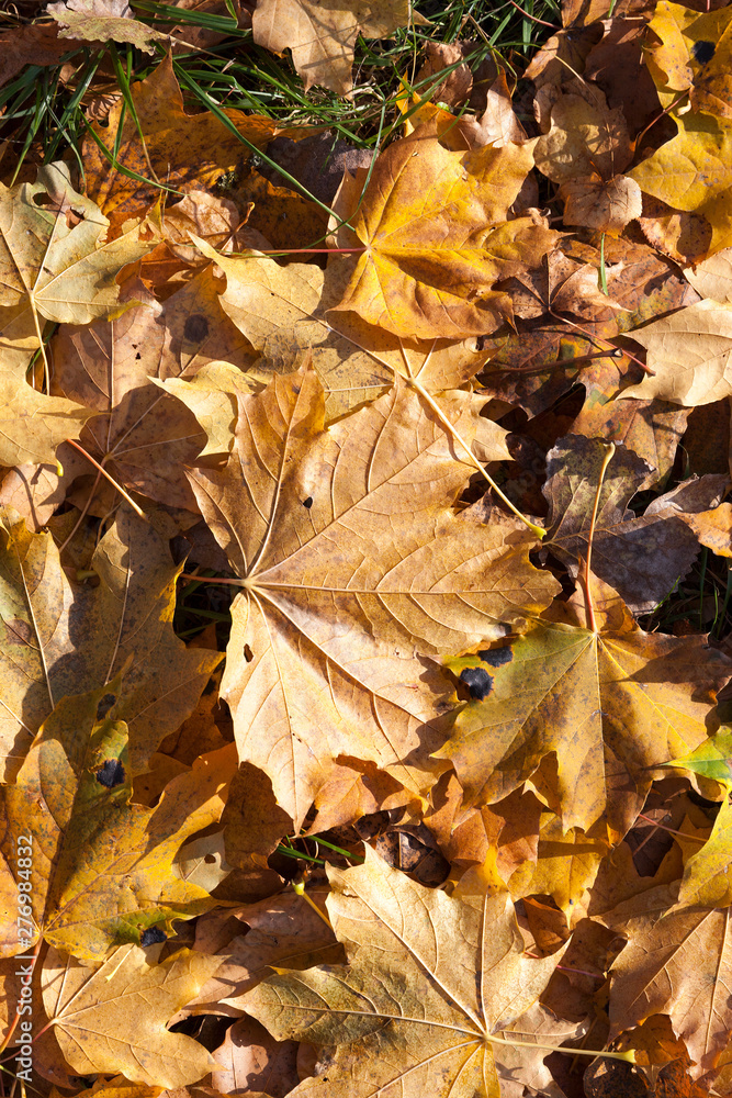 Obraz premium The fallen maple leaves