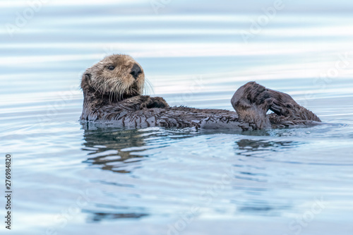 Single sea otter floating on its back in the water