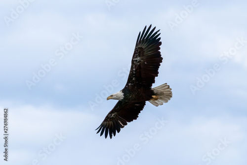 Bald Eagle flying with wings spread © Linda