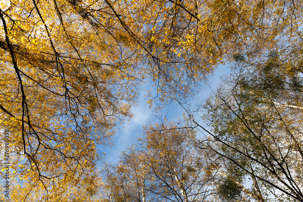 Fototapeta premium Yellowed birch leaves