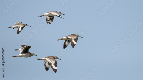 Willets flying with wings spread