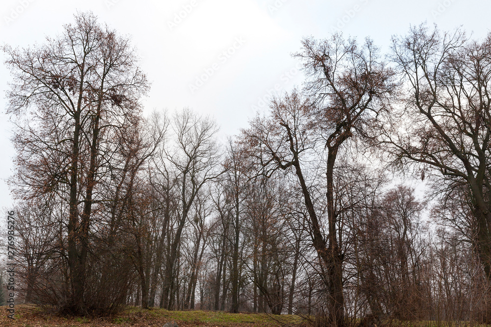 bare trunks of trees in the park bare trunks of trees in the park