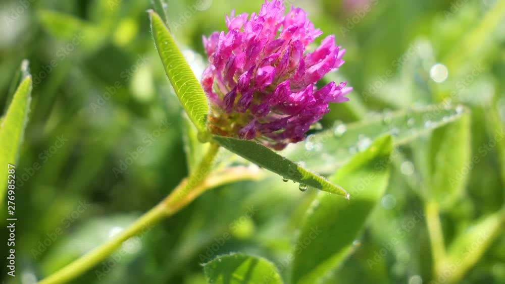 Clover flowers in the summer field Clover flowers in the summer field