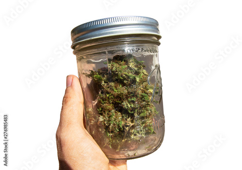 Female hand holding a jar with cured cannabis buds
