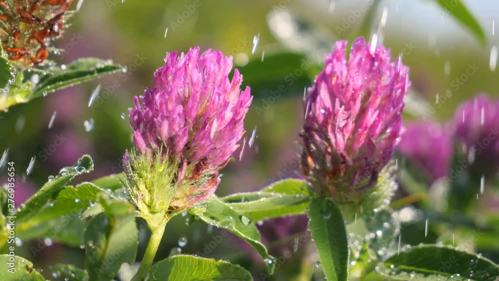 Clover flowers in the summer field Clover flowers in the summer field