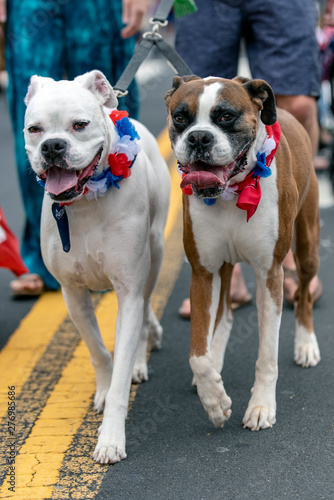 Photography Patriotic white and brown Boxer dogs dressed in red white and blue lei while celebrating 4th July holiday on city street