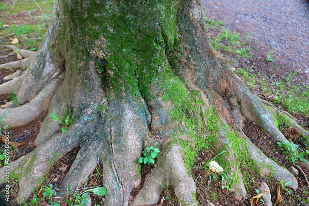 風景 森 古木 苔 根っこ 若葉 茨城 風景 森 古木 苔 根っこ 若葉 茨城
