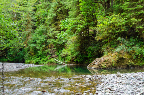 A slow shallow river bends and ripples peacefully over a bed of colorful stones in a lush green pacific temperate rain forest.