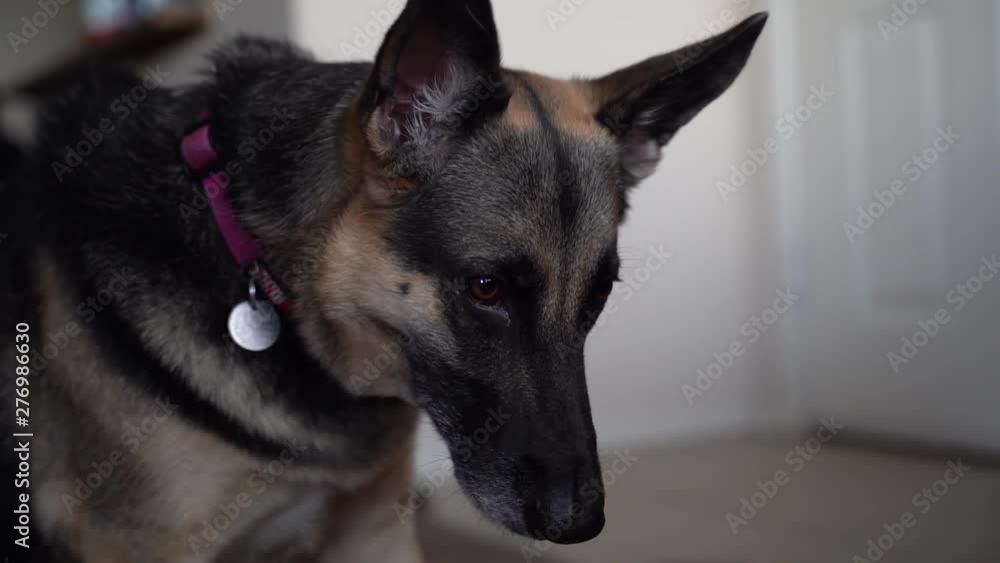 Shamed German Shepherd Inside Apartment in Slow Motion Shamed German Shepherd Inside Apartment in Slow Motion