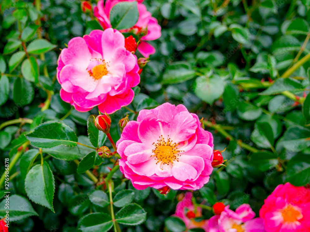 【静岡県伊豆の国市】花壇に咲くバラの花【春】 【静岡県伊豆の国市】花壇に咲くバラの花【春】