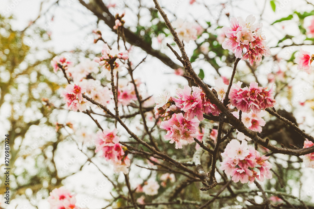 Spring tree with pink cherry flowers. Flowers Detail. Spring tree with pink cherry flowers. Flowers Detail.