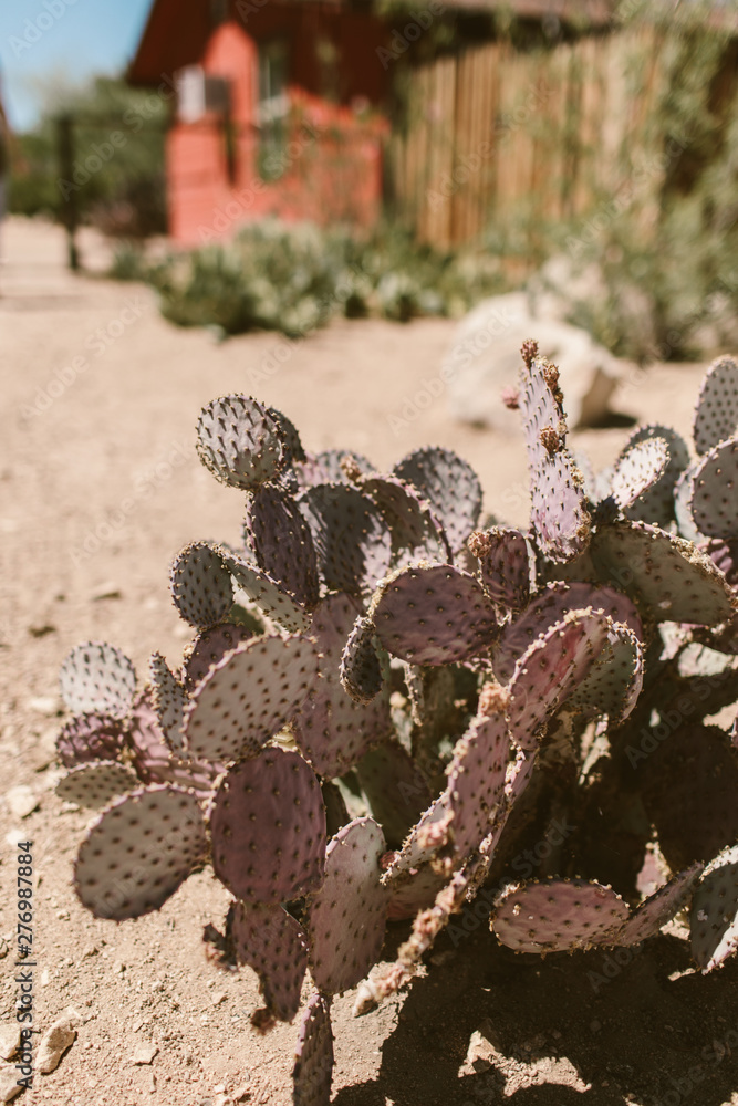 Fototapeta premium purple cactus in the desert sun