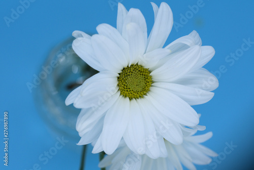 daisy on blue background