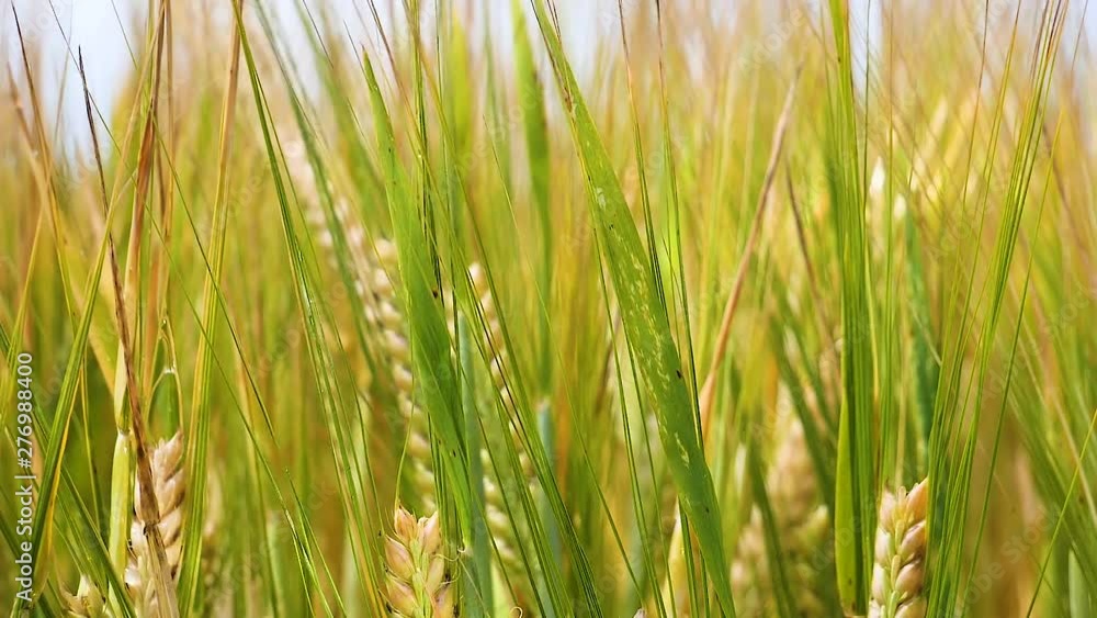 Rye spikelets in a field in summer Rye spikelets in a field in summer