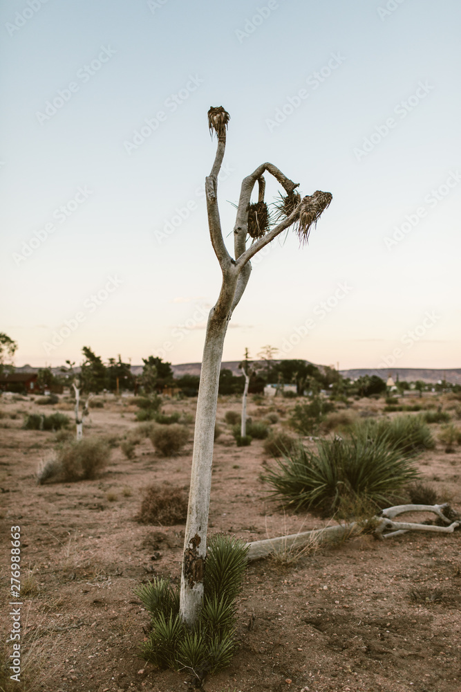 dead joshua tree in a desert at dusk