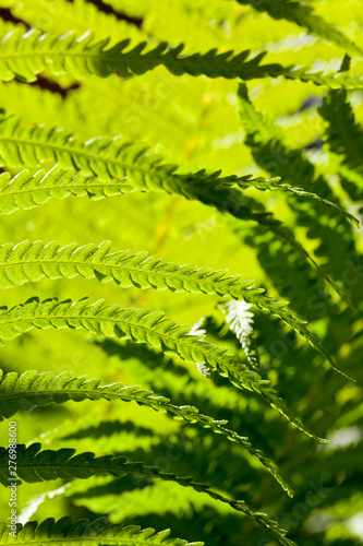 leaves of a fern