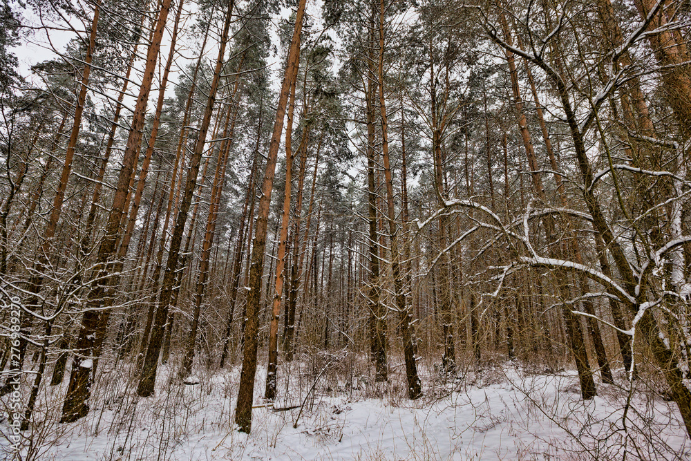 The forest in winter The forest in winter