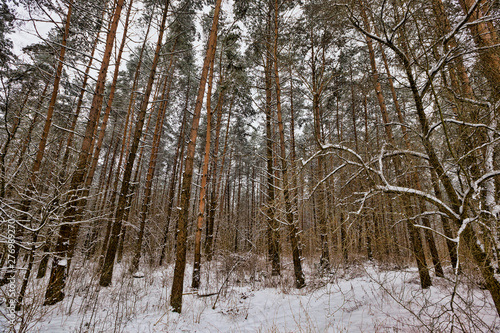 The forest in winter