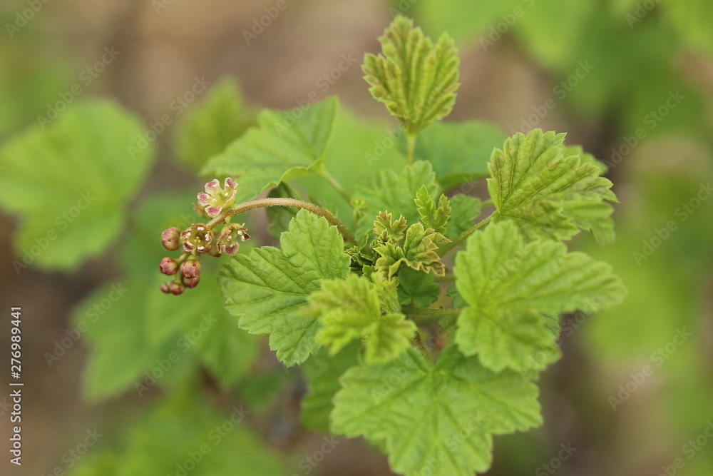 Ribes spicatum, a species of currants, with flowers Ribes spicatum, a species of currants, with flowers