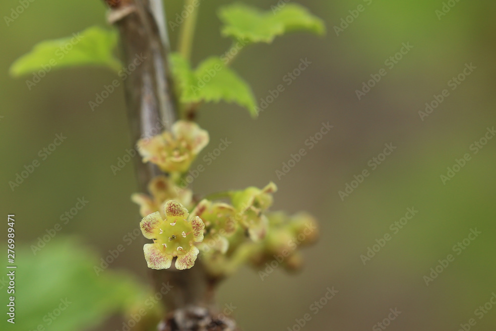 Ribes spicatum, a species of currants, with flowers Ribes spicatum, a species of currants, with flowers