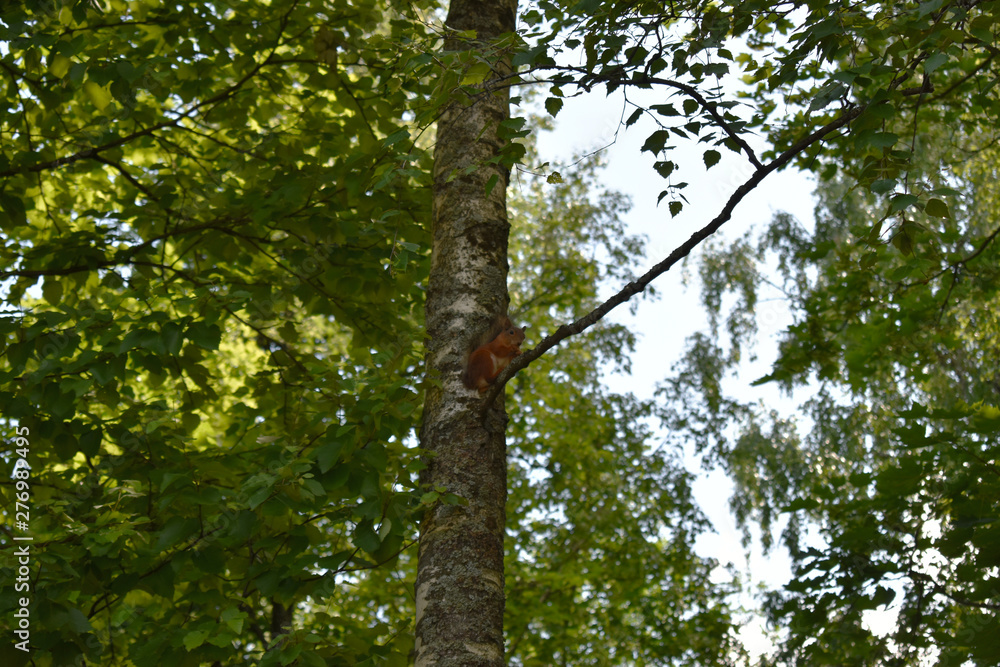 Fototapeta premium tree in forest