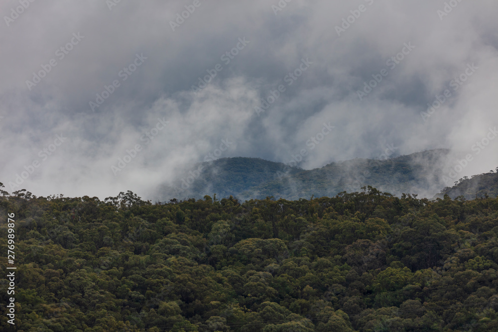A severe weather mass of clouds over a gully filled with gum trees