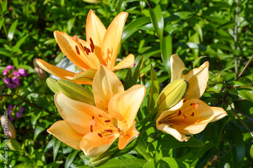 Beautiful flowering of yellow lilies in the garden in summer