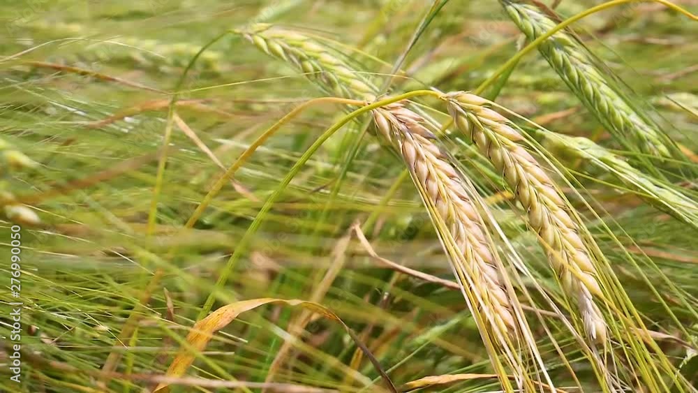 Rye spikelets in a field in summer Rye spikelets in a field in summer