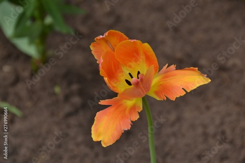 Blooming Lily flower orange hue