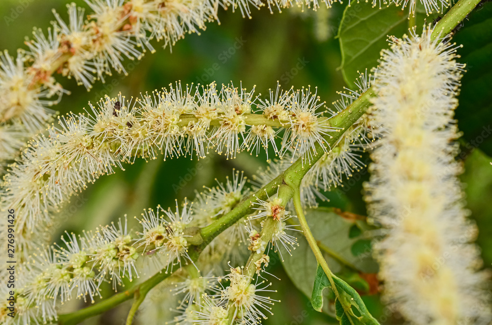 栗の花 栗の花