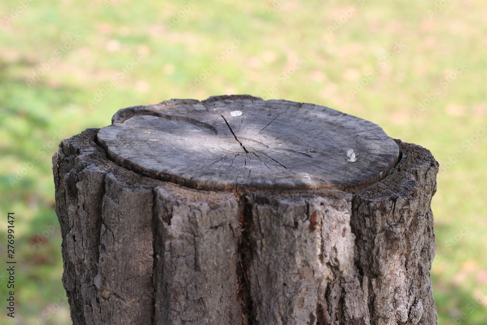 Obraz premium Stump on green grass in the garden.