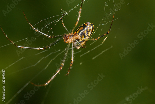 A macro image of the underside of a spider in the centre of it's web, with a dark green background.